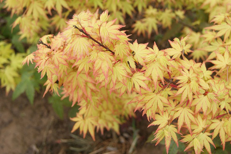 正宗日本红枫黄金枫三季黄叶橙之梦日本黄枫新品种苗木包成活