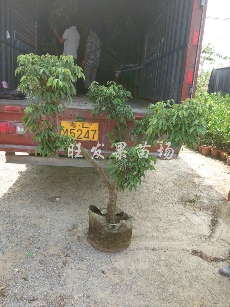 大苗盆栽荔枝_长期 结果桂味荔枝 盆栽荔枝 鲜