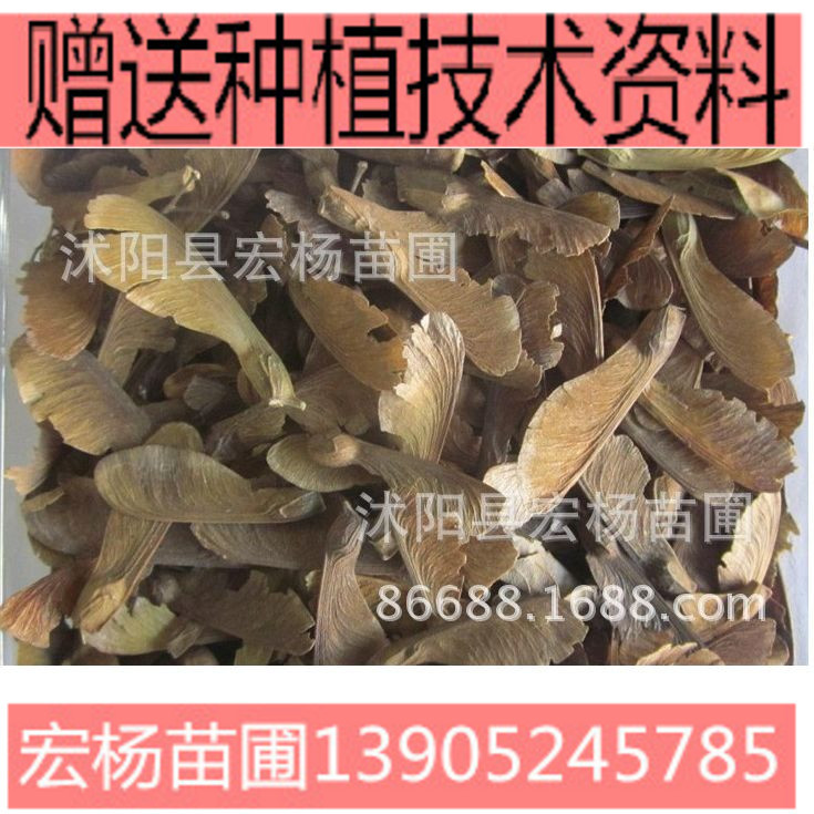 元宝枫种子