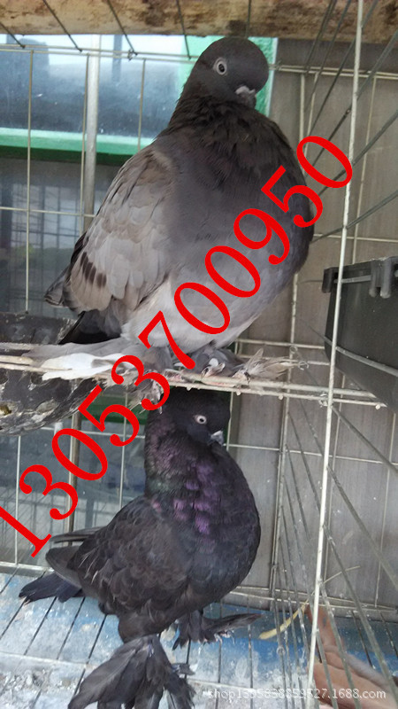 寿星鸽子的市场价格 寿星观赏鸽图片 寿星观赏鸽有几种颜色