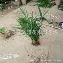 批发芦苇苗水生植物景区绿化、河道 苗5观叶水生芦苇5观水生