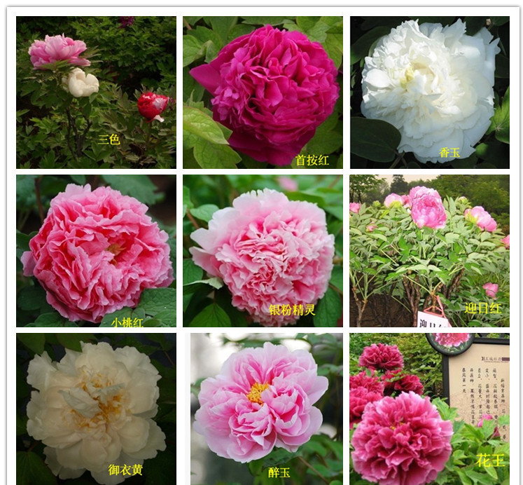 洛阳牡丹牡丹5年苗 盆栽牡丹花苗 黑牡丹花王洛阳牡丹苗 当年开花