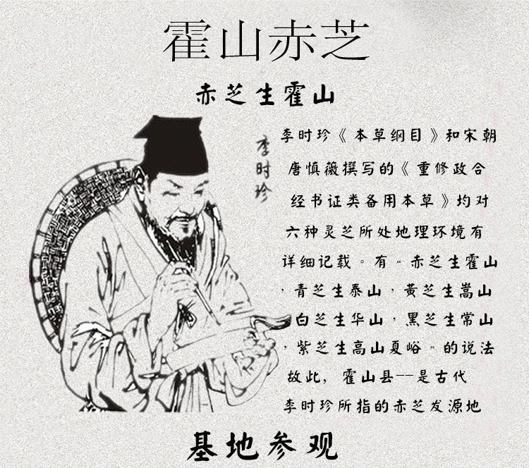 大别山野生灵芝 霍山赤芝 基地种植的灵芝 椴木栽培的半野生.