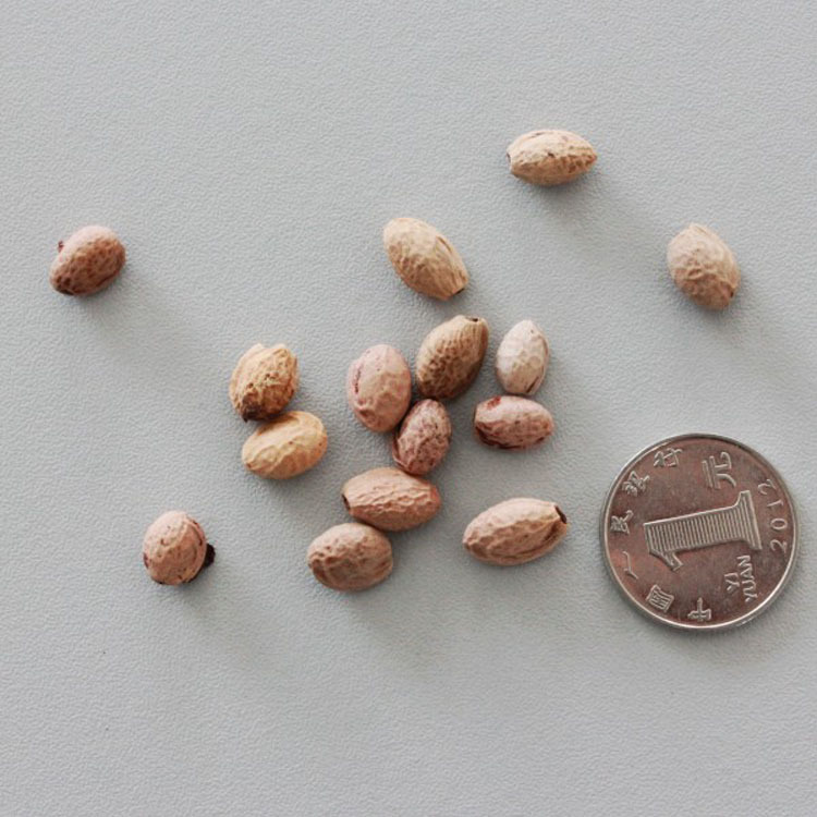 批发林木种子樱花种子早樱晚樱日本樱花种子批发 保证质量 发芽率