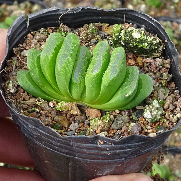 漳州多肉植物批发 玉扇 裸根 约4-6cm左右 花卉园艺盆栽绿植