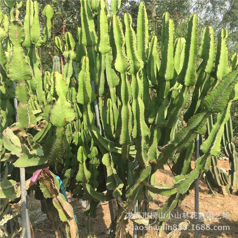 群生琉璃塔 大戟科仙人掌多浆植物园林景观设计布置施工