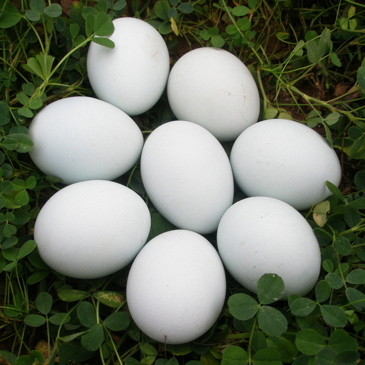 热销批发福建农村连城白(鹜)鸭鸭蛋 包邮26枚/盒 食用鸭蛋 生鲜