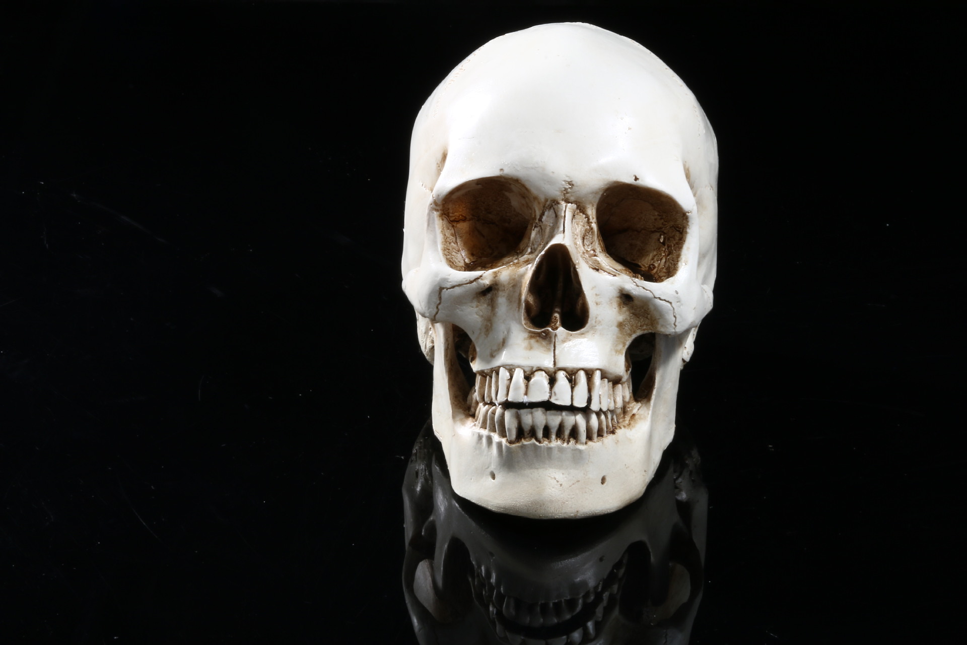 外贸采购医学骷髅头骨标本摆设高档天然树脂工艺品模型1:1仿真