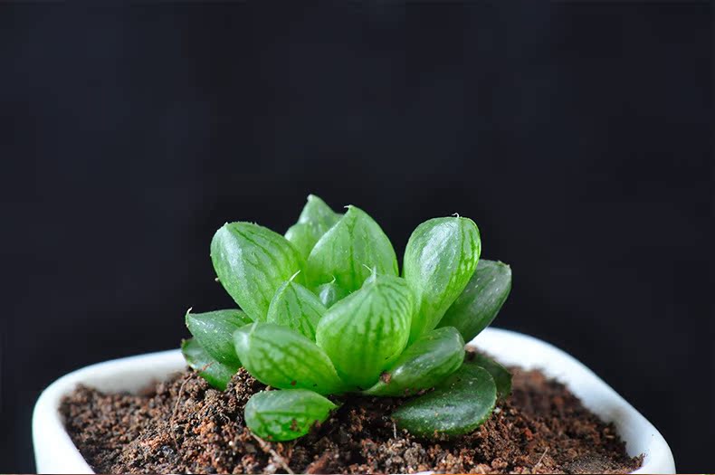 厂家批发 玉露 植物多肉 多肉植物批 微景观植物迷你盆栽花卉盆景