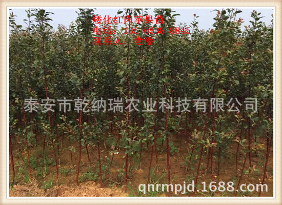 红肉苹果苗