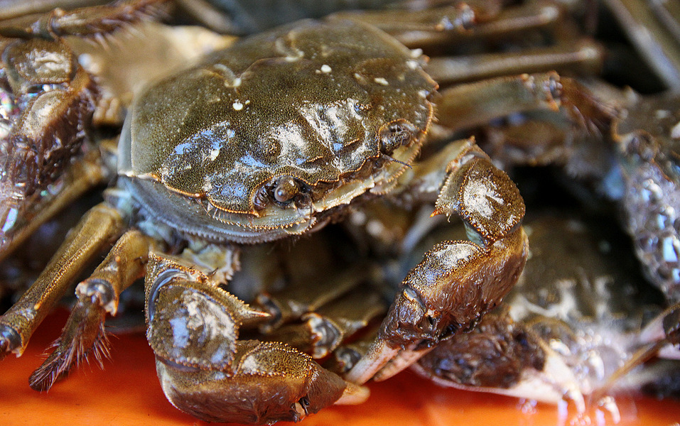 8两/只 鲜活螃蟹 量大优惠 顺丰包邮