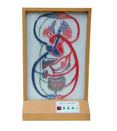 sky/a4010大小循环电动模型人体系统解剖电动教学模型