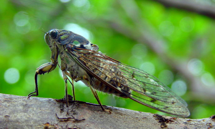 儿时充满蝉鸣的聒噪夏天你现在,还记得吗?