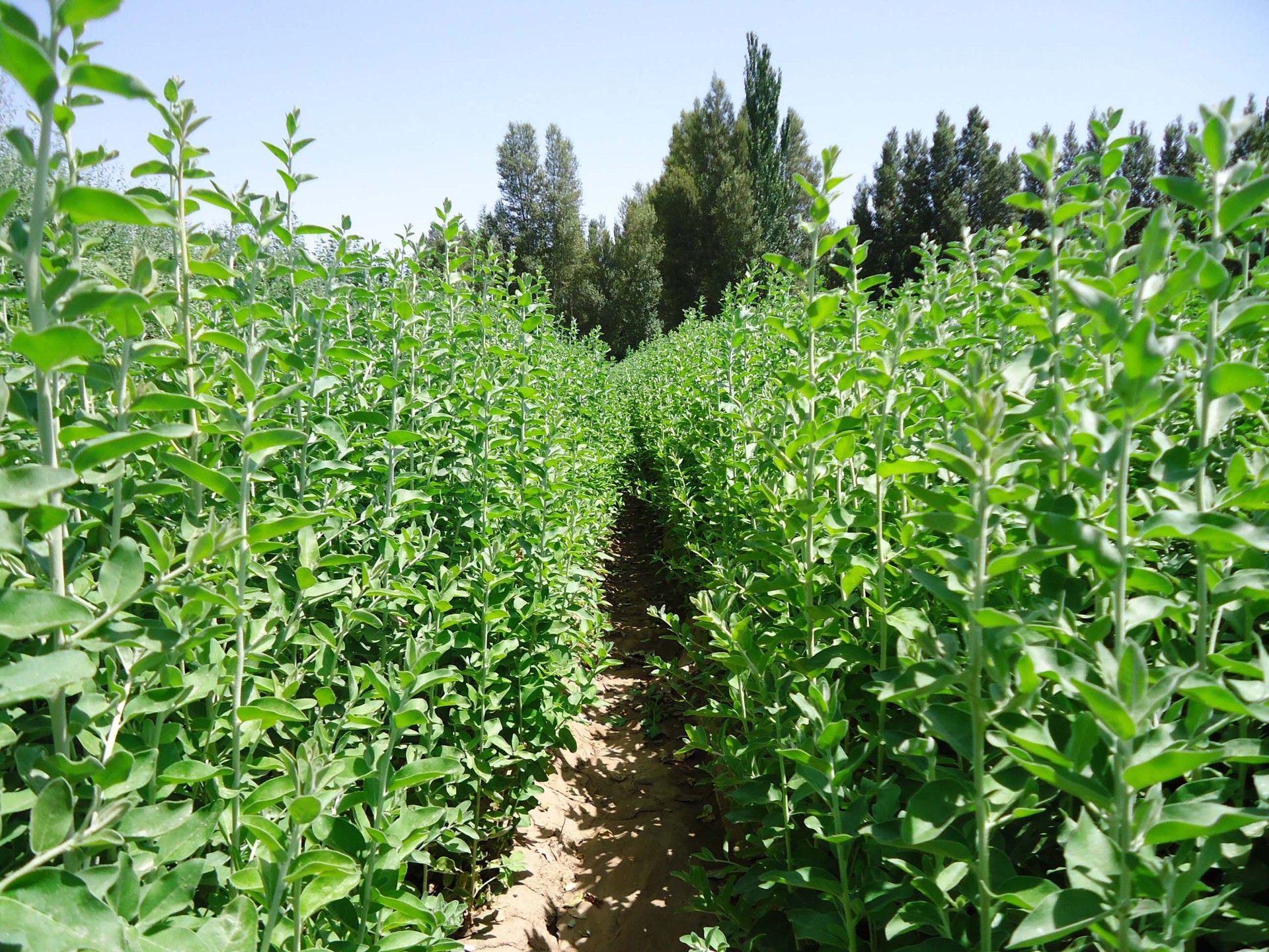 出售供应沙枣甘肃沙枣苗圃各种规格沙枣树齐全