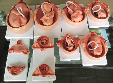 康为医疗 不锈钢360°旋转型动物手术升降台 不锈钢解剖台-询价