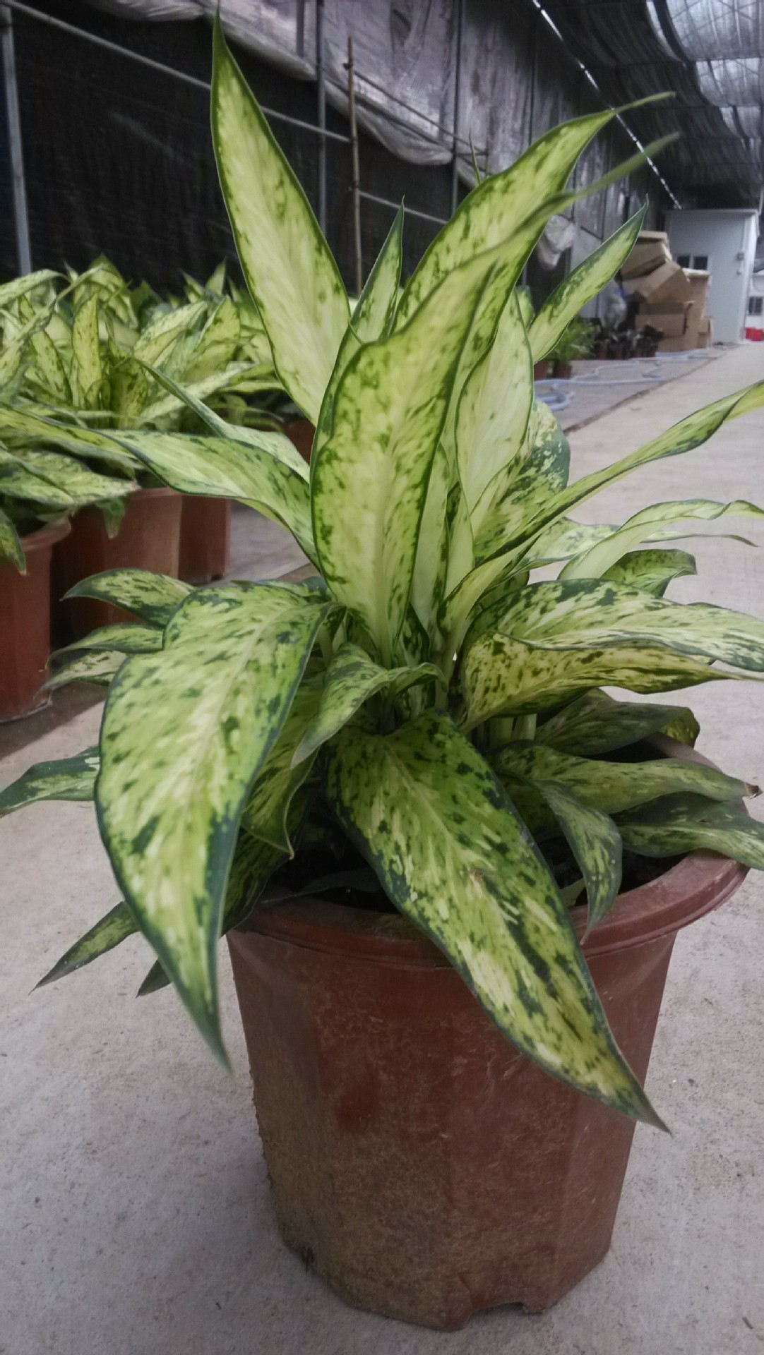 银皇后 银后万年青 银后粗肋草 银后亮丝草 美化室内办公室