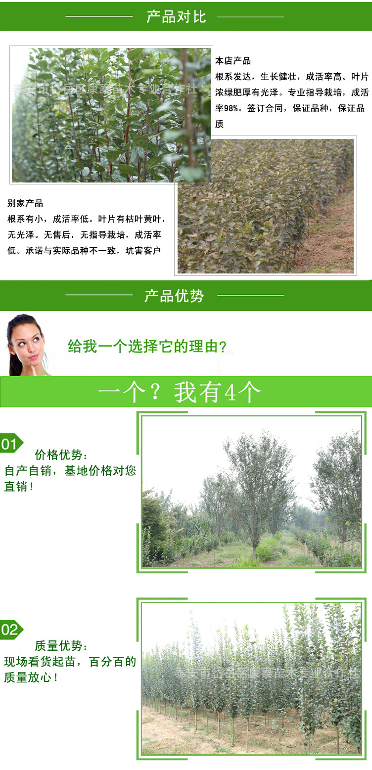 基地低价促销北美海棠 庭院行道绿化苗木 嫁接北美海棠小苗