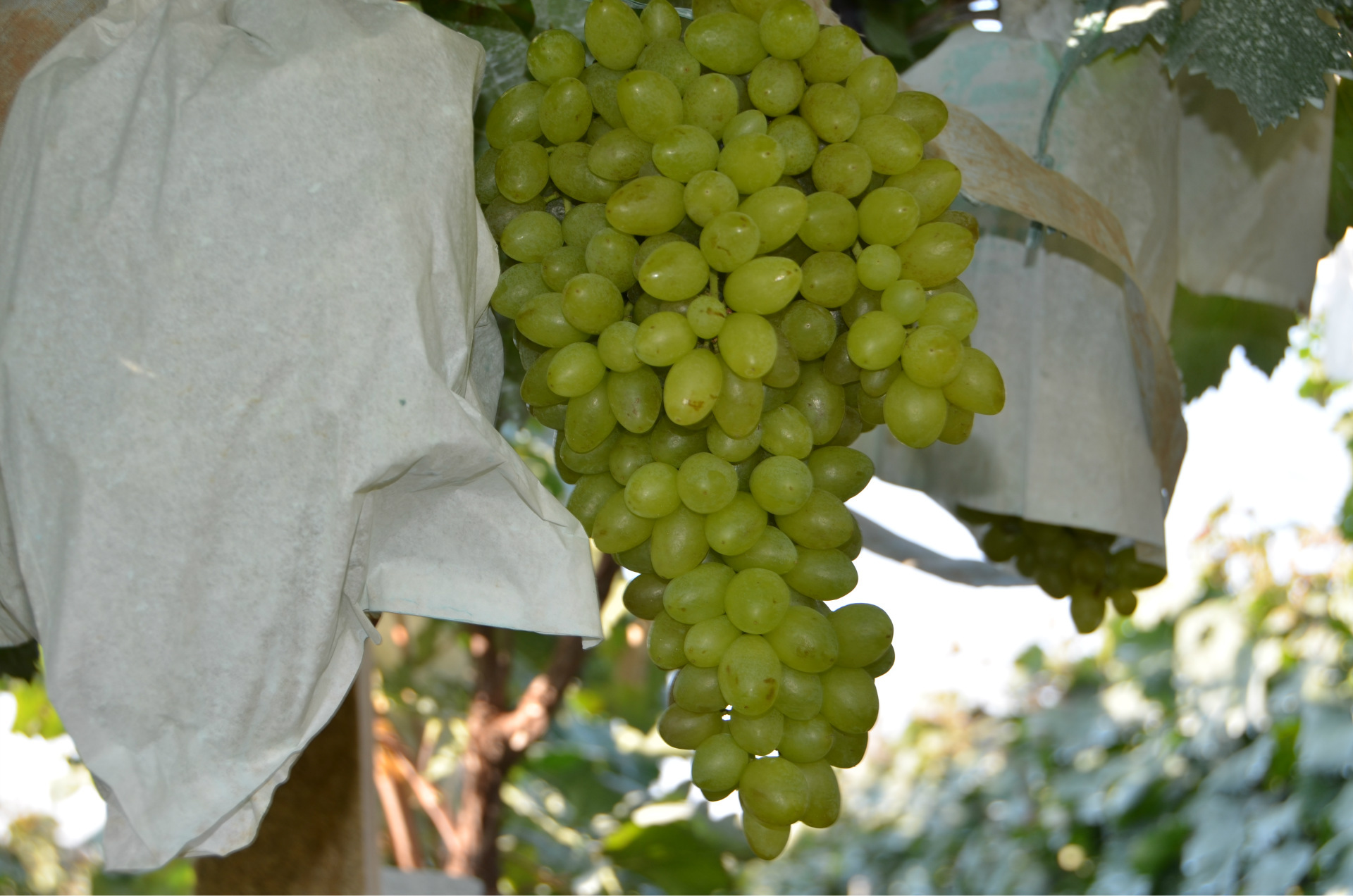 供应无核白鸡心葡萄苗优质葡萄苗价格低质量好优质白鸡心葡萄苗