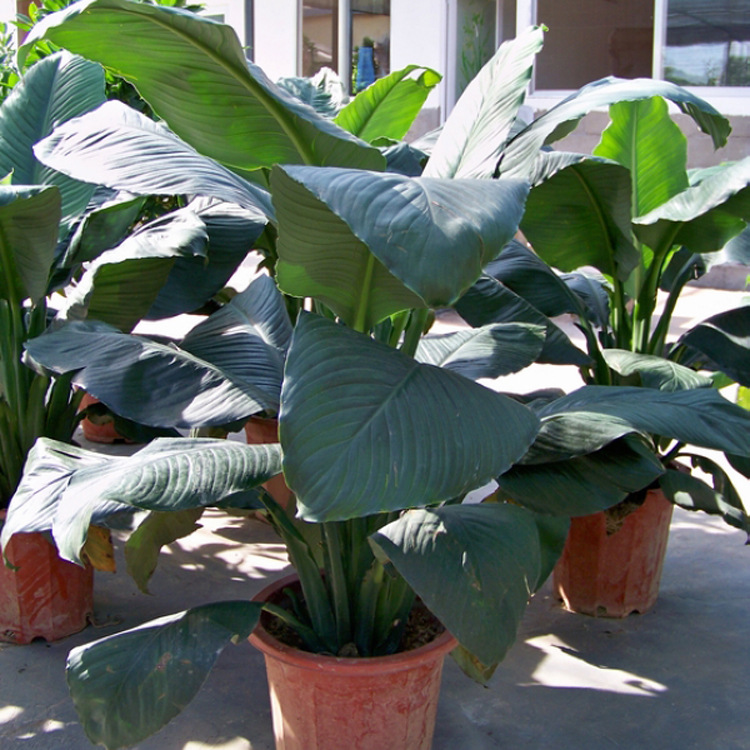 批发室内大型盆栽绿植观叶植物 绿巨人白掌盆栽 四季常青 吸甲醛