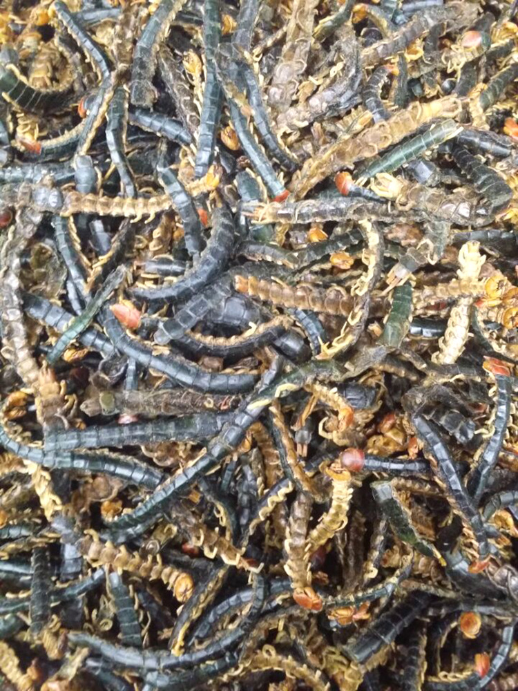 中药材蜈蚣 动物类 蜈蚣 各种规格 大中小 产地直销 量大从优