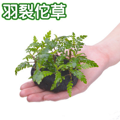 羽裂坨草 鱼缸真水草 水族箱造景 雨蝶活体 前景草批发 水蓑衣