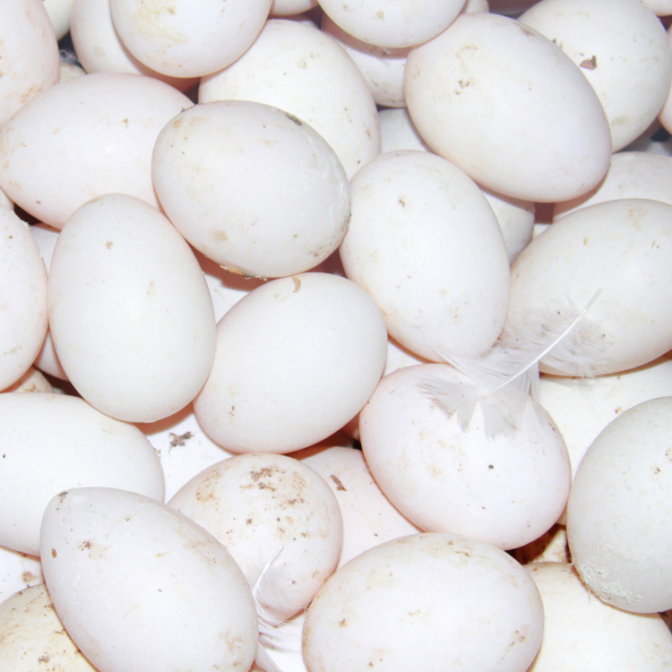 热销批发福建农村连城白(鹜)鸭鸭蛋 包邮26枚/盒 食用鸭蛋 生鲜