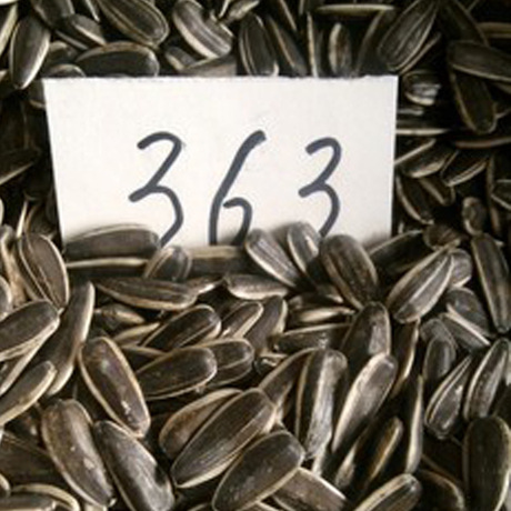 363葵花籽 厂家直销品质优良