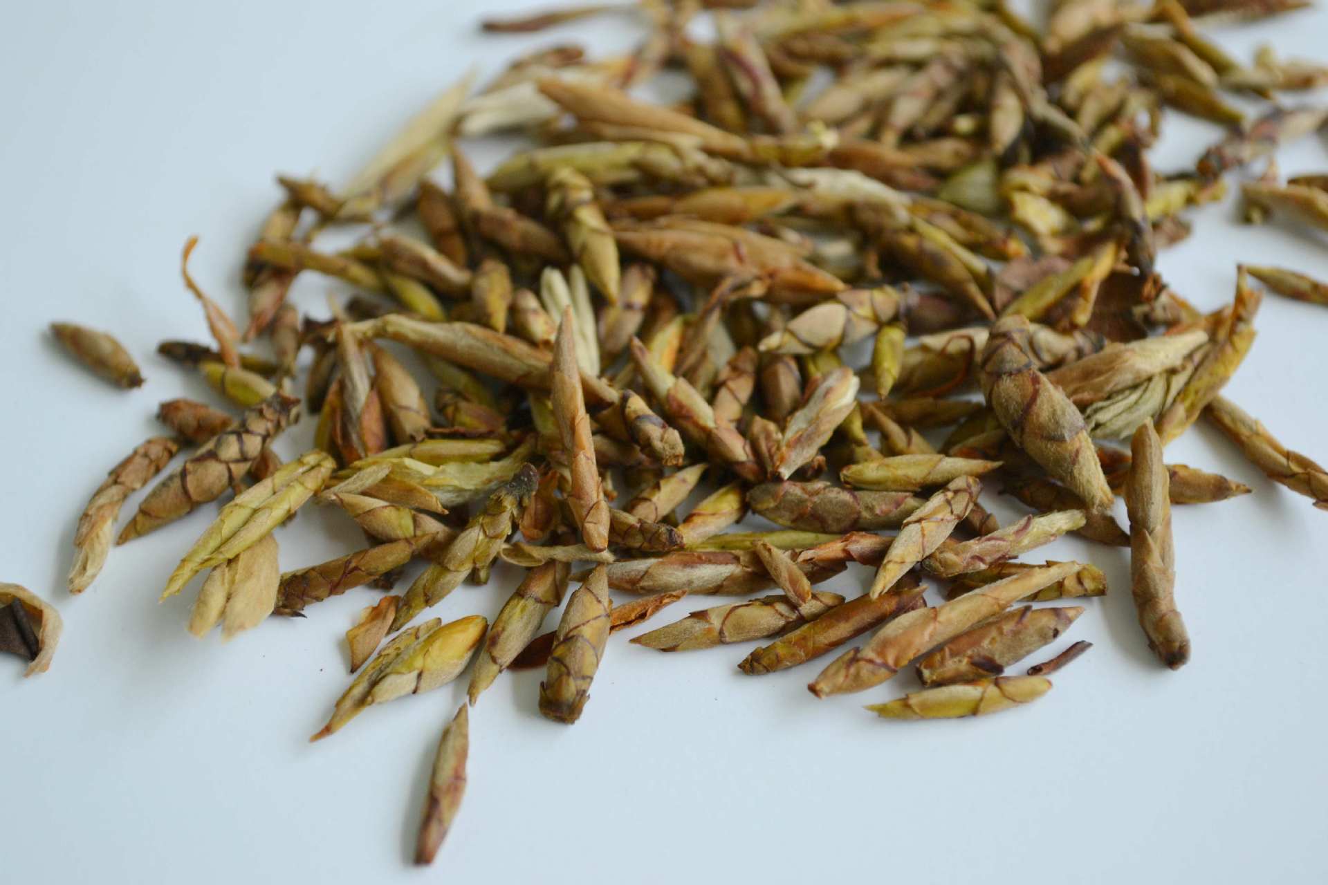 供应原生态高山老鹰茶四川炒青老鹰茶厂家批发散装老鹰茶