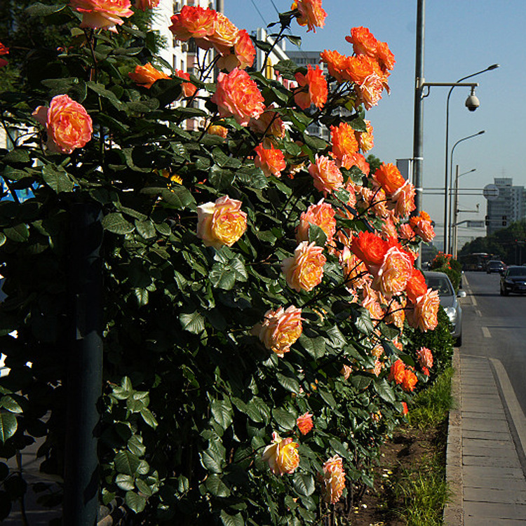 北京苗圃供应苗木树苗 爬藤月季 爬墙月季 送货上门可负责栽植