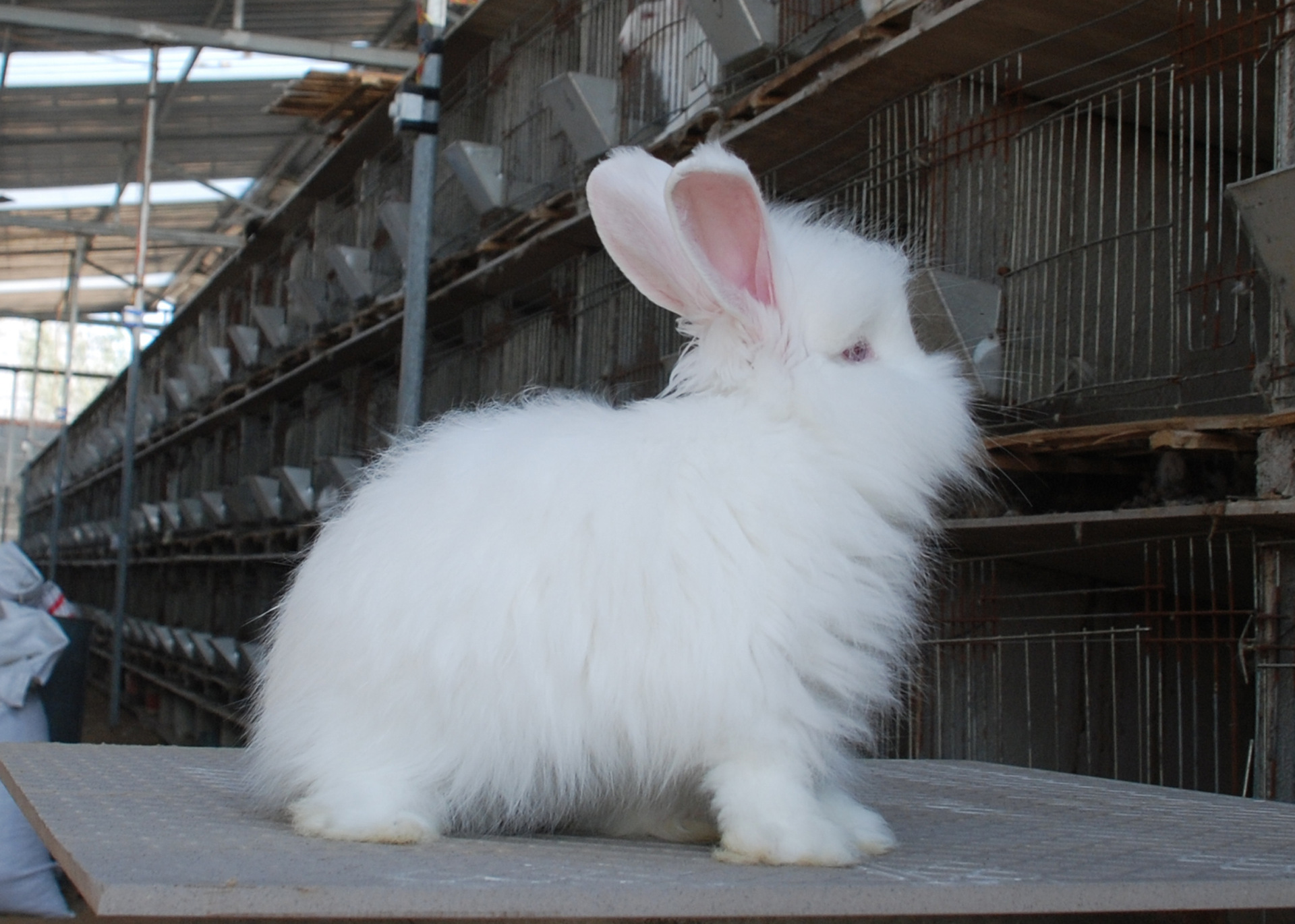 山东规模大的高出长毛兔珍珠长毛兔养殖场生产基地:高产长毛兔