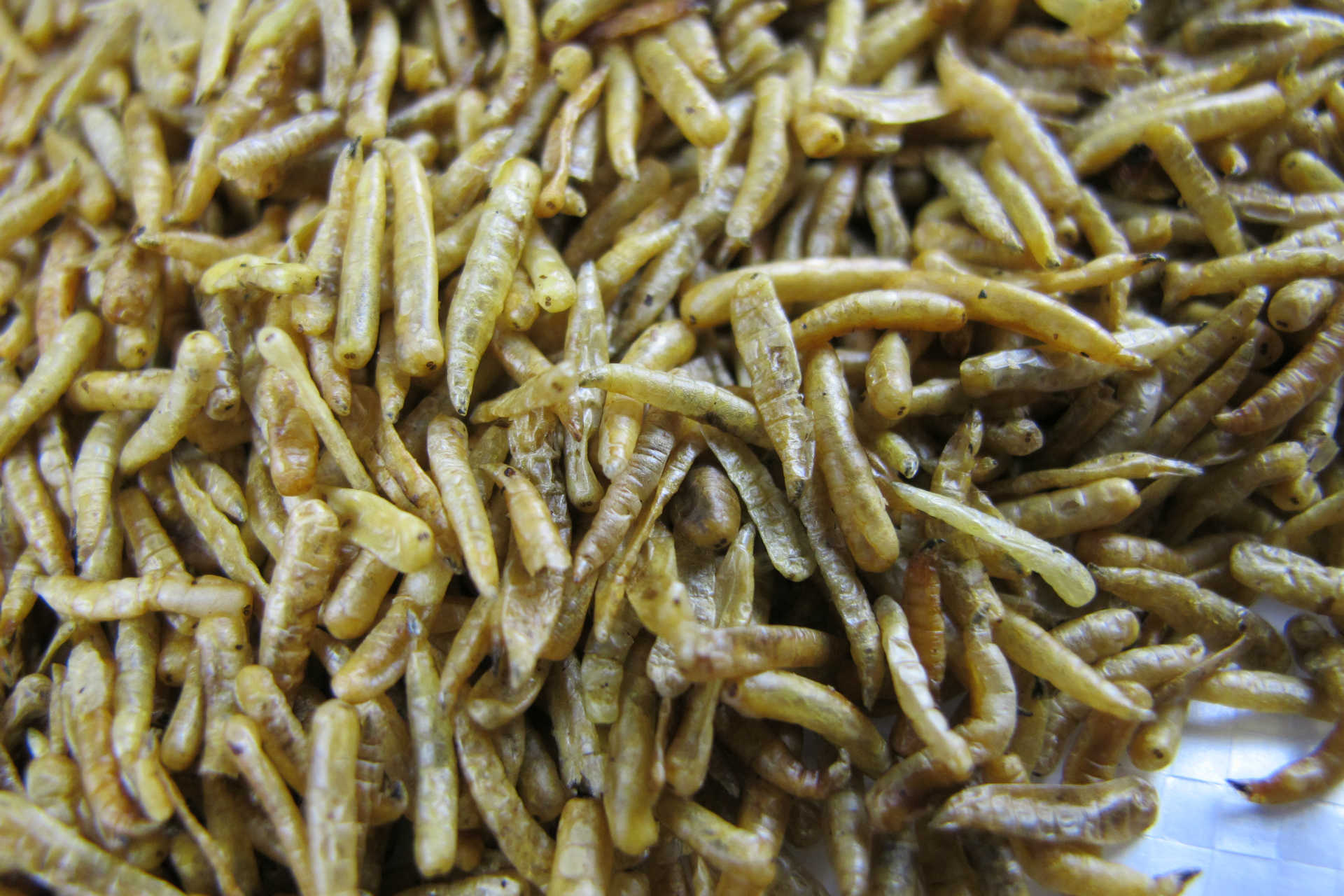 厂家常年直供 蛆干 普通蝇蛆干 干蝇蛆 量大优惠 可批发饲料