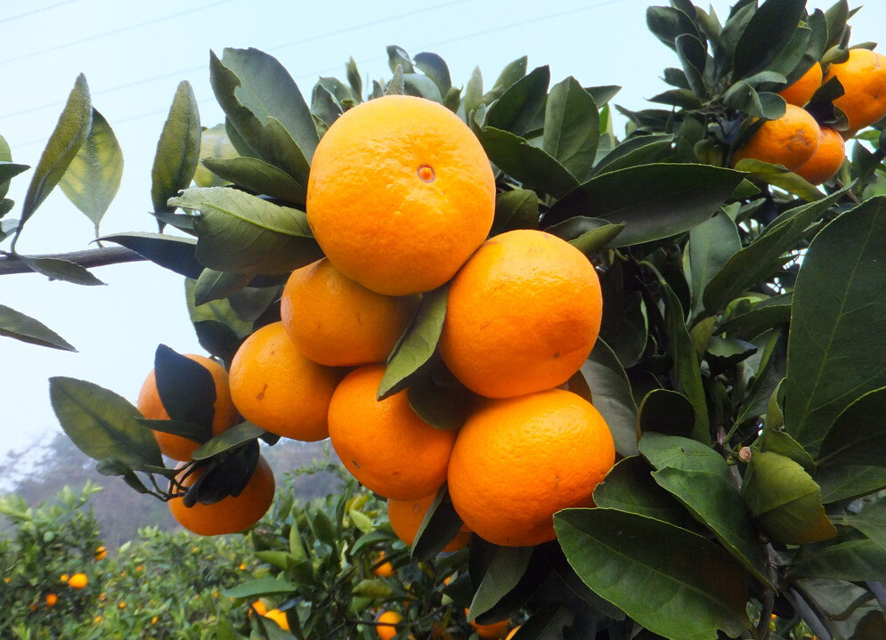 国产新鲜水果桔子 江西特产赣南蜜桔 国产柑橘类水果桔子批发