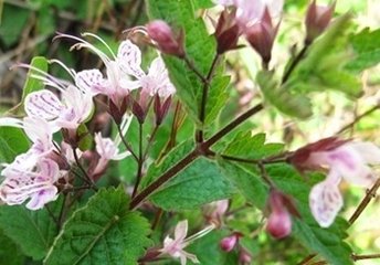冬凌草提取物101冬凌草浓缩粉森冉生物