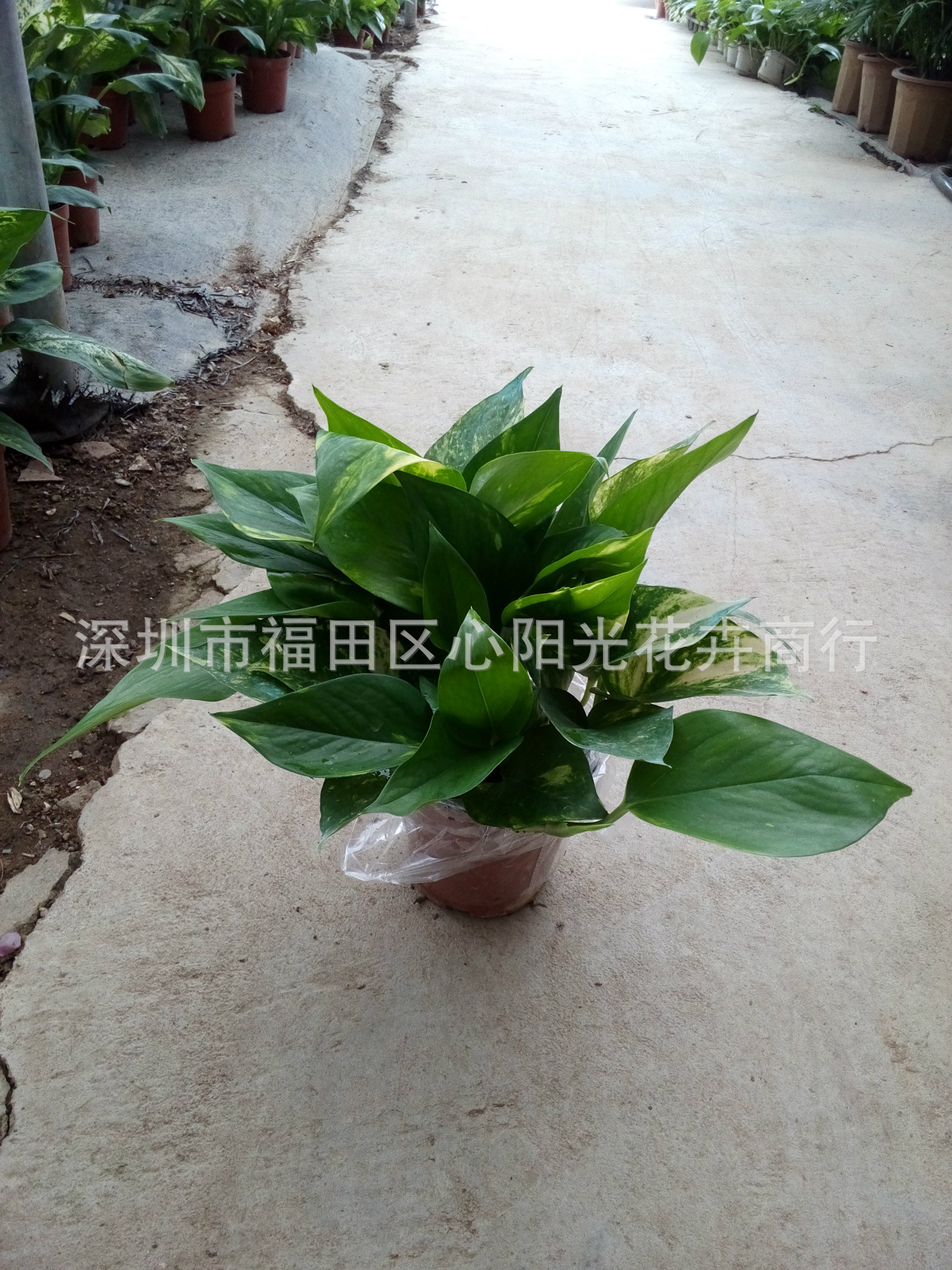 120#花叶绿萝 (1)