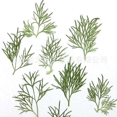 千鸟叶标本押花画干花贺卡书签材料树干鹿角形叶子自然原创意批发