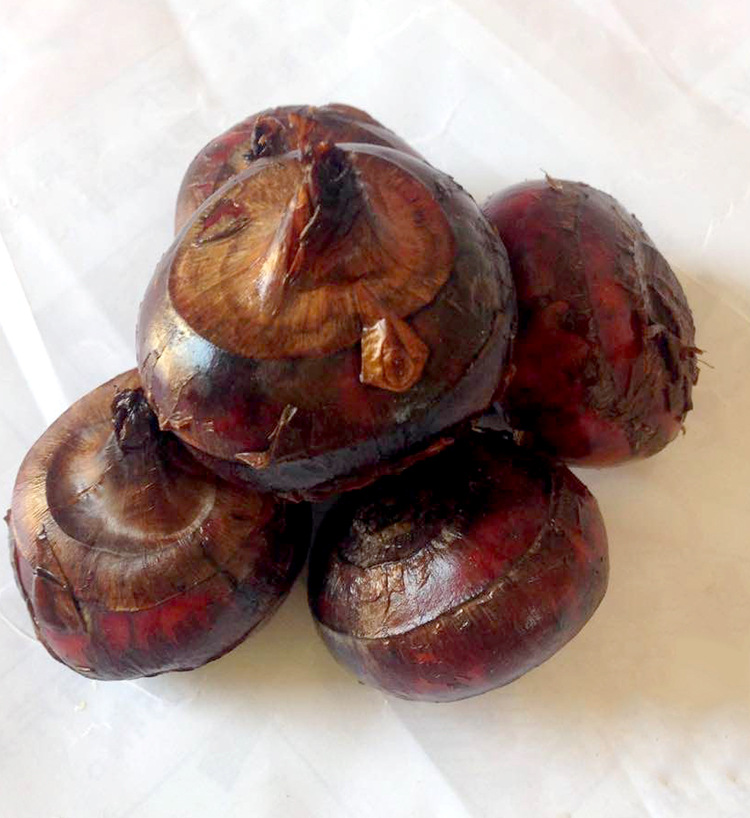 0成交1046件批发广西荔浦水果马蹄苗荸荠苗地梨苗二三代组培苗5斤装