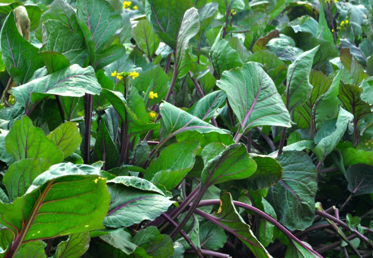 洪山区宝通寺菜薹