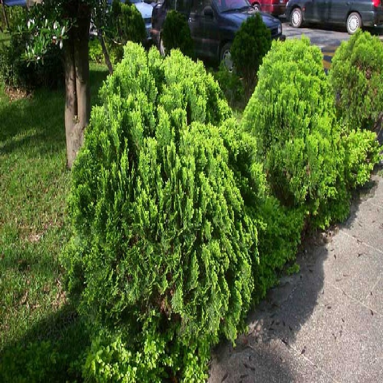 优良侧柏长期销售  低价供应绿篱侧柏  厂家批发成本低廉侧柏