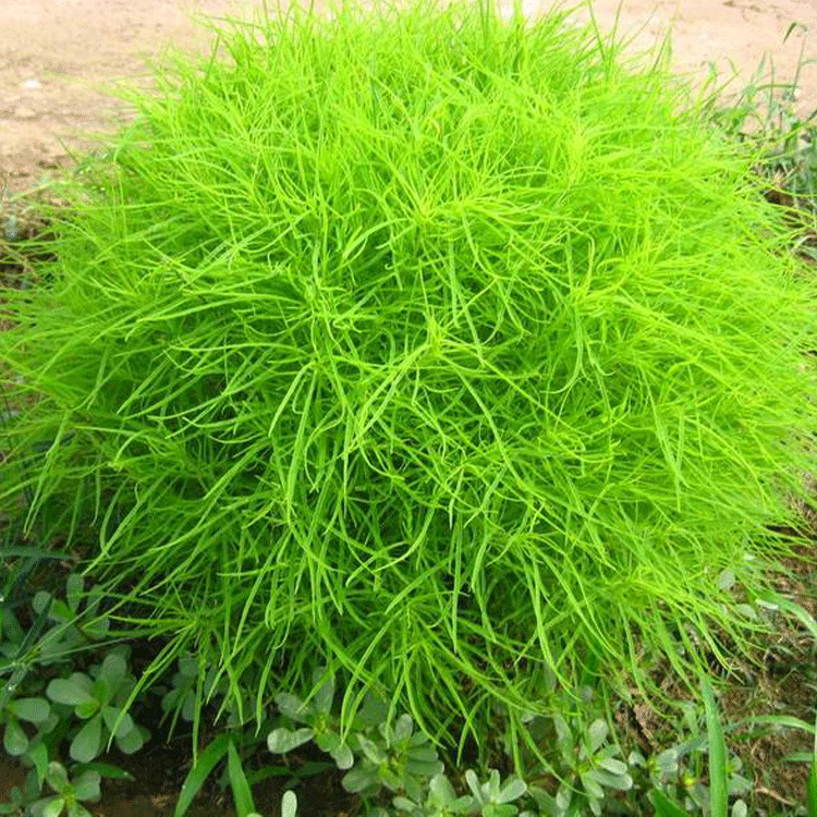 冉康现货提供 绿色地肤种子 红色地肤 保证发芽率