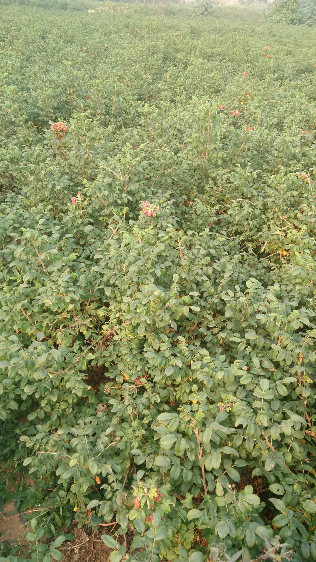 优质种苗 食用,药用 丰花一号玫瑰杯苗原产地大量批发