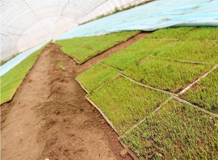 厂家直销pvc育苗盘机插秧盘水稻育秧盘手抛育苗盘透明软育苗盘