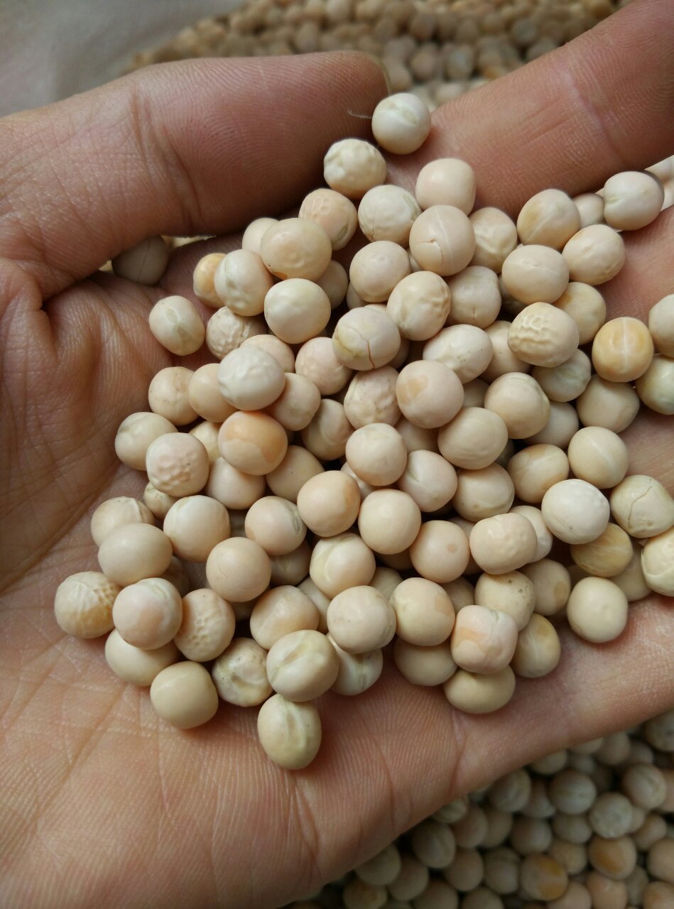 厂家直销 大白豌豆 小面豌豆 香糯好吃大号豌豆 豆类批发-红枣产业网