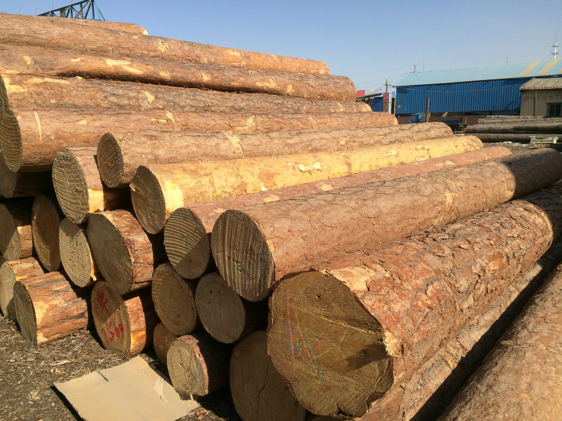 特级俄罗斯无节樟子松原木