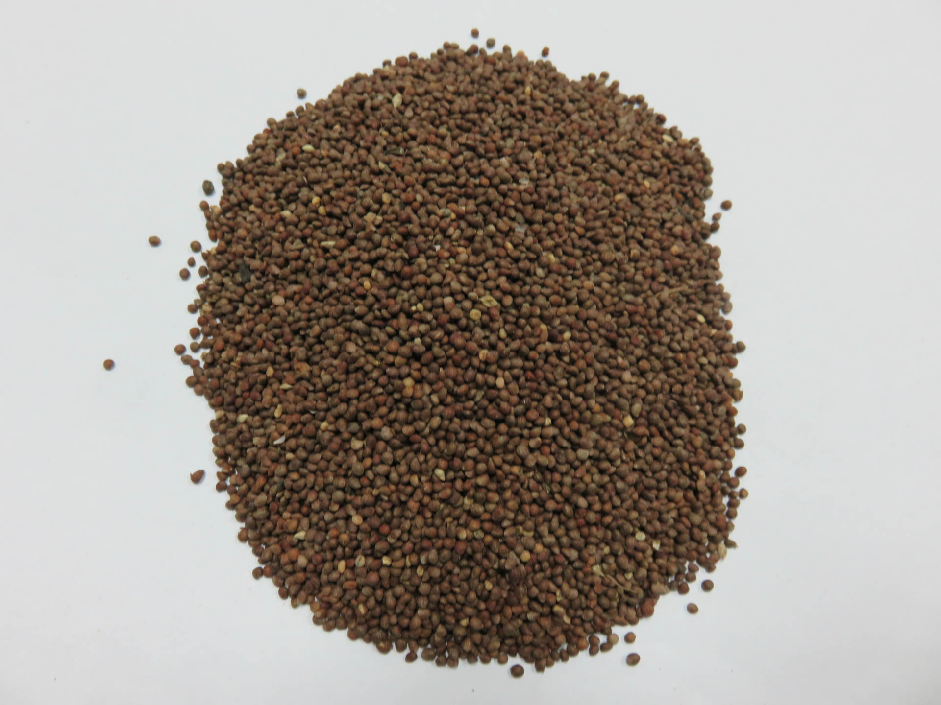 中药材批发 紫苏子 烘焙熟苏籽野麻籽