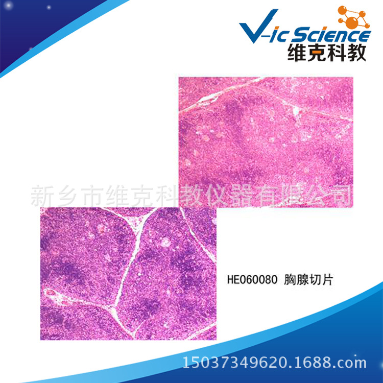 胸腺切片组织学与胚胎学动植物切片标本显微结构教学用具