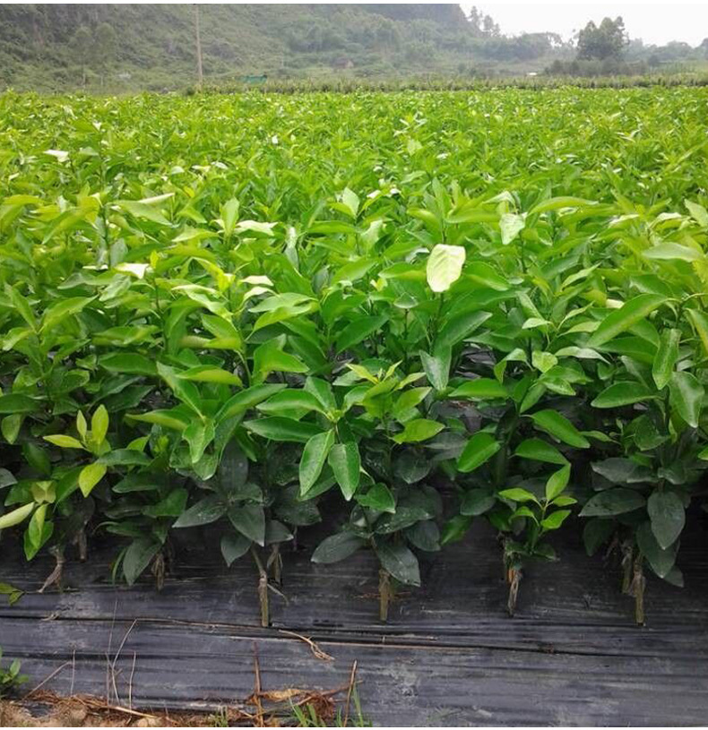 新品种沃柑苗批发柑橘苗沃柑苗沃柑树苗高产晚熟杂交