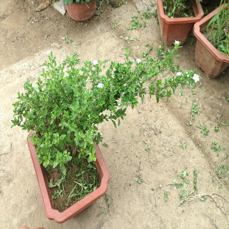 碎叶冬青盆景六月雪 办公室植物满天星绿植盆栽白马骨净化空气批