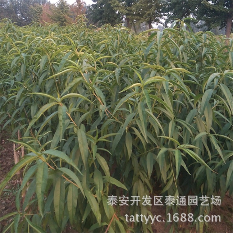 桃子苗 晚熟桃苗 桃树苗 冬桃苗 映霜红桃又名冬雪王桃 抗寒
