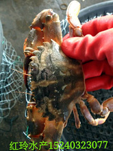 舟山石头蟹石闸蟹花盖蟹3斤一份鲜活发货_阿里巴巴找货神器