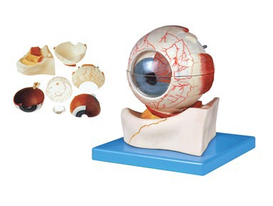 眼球解剖模型 眼神经模型 眼球构造放大模型 医学教学模型